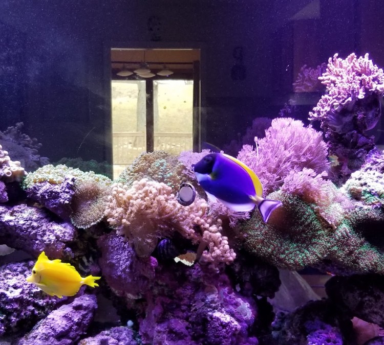 aquariums-alive-photo